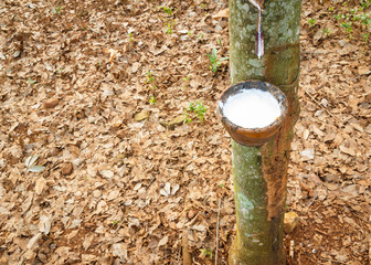 rubber tree
