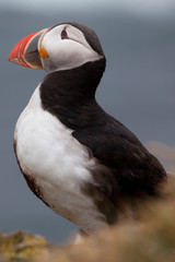 Portrait eines Papageientauchers