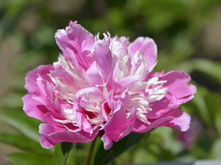 Pink Chinese peony flower