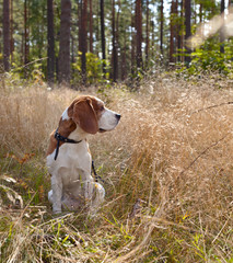  beagle in forest