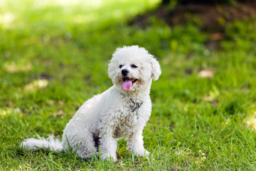 bichon in the park