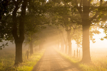 Country road lead by deciduous forest in sunrise