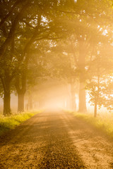 Country road lead by deciduous forest in sunrise