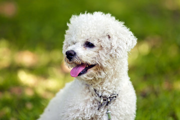 bichon in the park