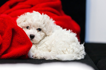 bichon frise puppy