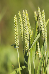 growing wheat