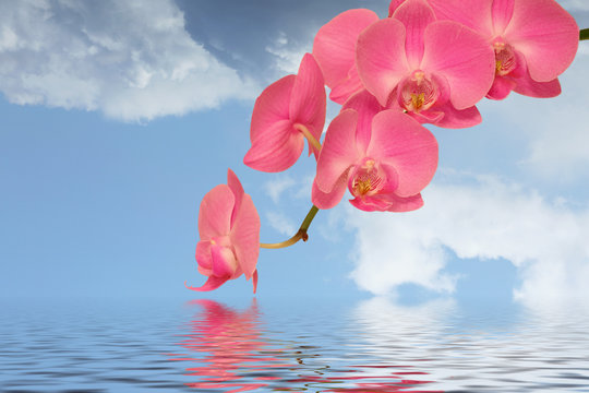 orchid flower reflection in the water
