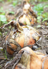 畑になる玉ねぎ