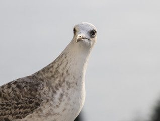 seagull