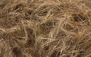 Faded grass. Natural background