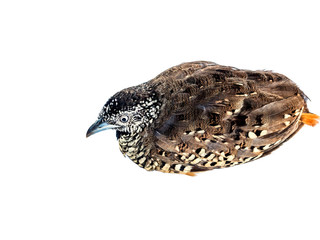 adult quail on white background