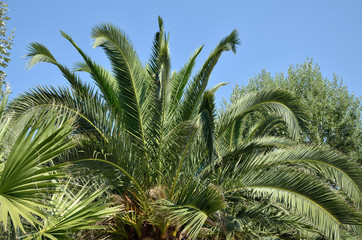 Fototapeta na wymiar Palm treetop