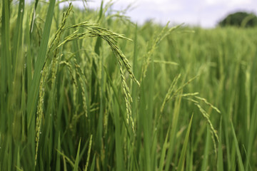 Close up of green rice paddy.