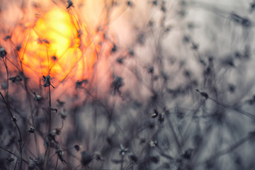 Dry flowers on a background sunset