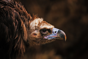 Vulture, large raptorial bird