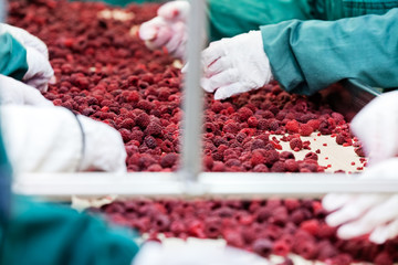 frozen raspberry processing business