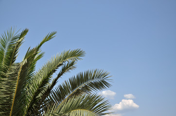 Palm branches and sky