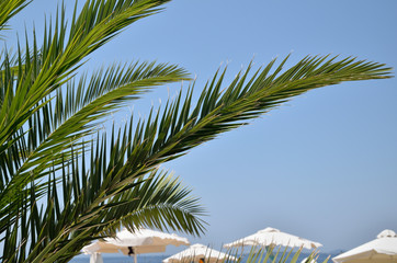 Fototapeta na wymiar Palm branches and parasols