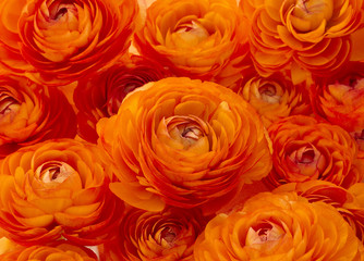 敷き詰めたラナンキュラス