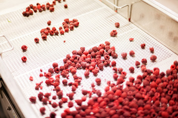 frozen raspberry processing business