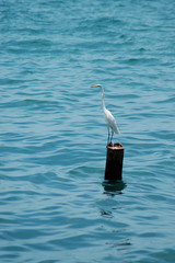 Eastern Great White Egret on a Post at Sea