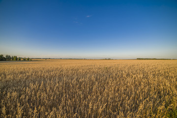 Field at sunset showing the golden grains