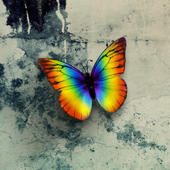 Naklejka na ściany i meble colorful butterfly