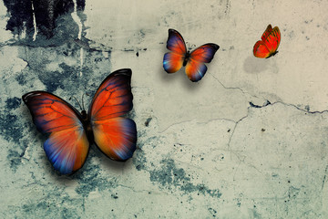 Obraz na płótnie Canvas butterflys
