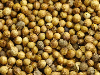 Coriander seeds