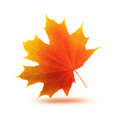 Fototapeta na wymiar autumn maple leaf