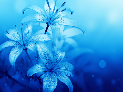Fototapeta floral background