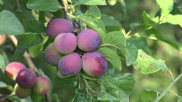 Plum fruits hanging on Plum tree