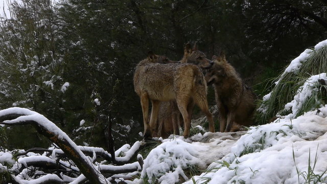  Wolf Pack sniffing snow and surrounded by forest