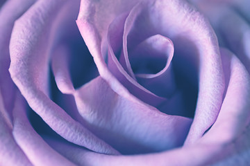 violet rose