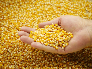 Corn grains in the palm