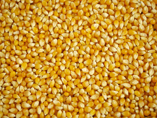 Maize grains background