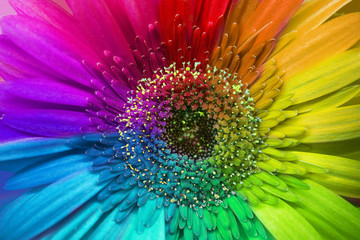 rainbow flower