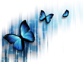 Plakat Butterflies