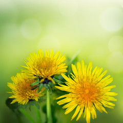dandelion flowers