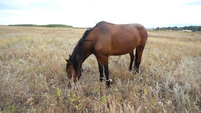 Horse eating grass on the field at summer time