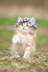 Naklejka na ściany i meble Little red kitten with wreath of flowers on its head