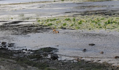 Ducks in river