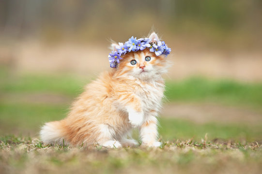 Little red kitten with wreath of blue flowers on its head