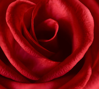 Fototapeta czerwona róża