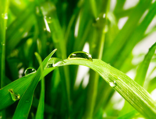 Obraz premium tło natury