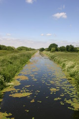 River with marginal plants