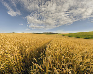Agrarian field in the summer day.