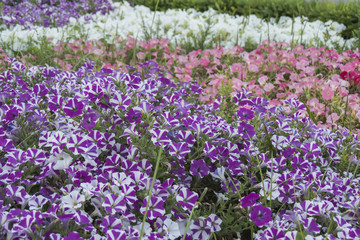 Naklejka premium Many petunia flowers in a garden