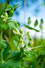 Garden Pea White Flower with Vine and blue sky