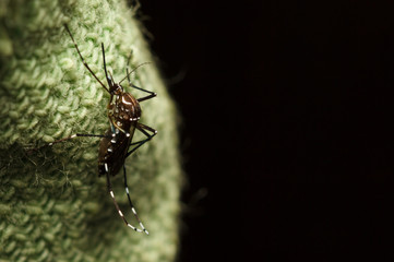 black culex mosquito